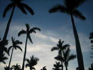 palmtrees-1